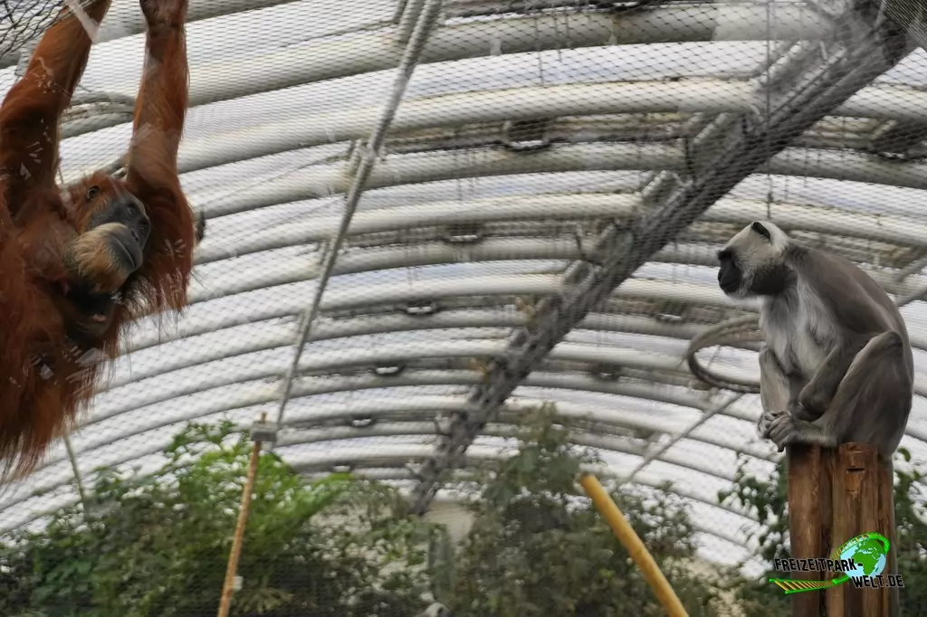 Orang-Utan in der ZOOM Erlebniswelt - 2018