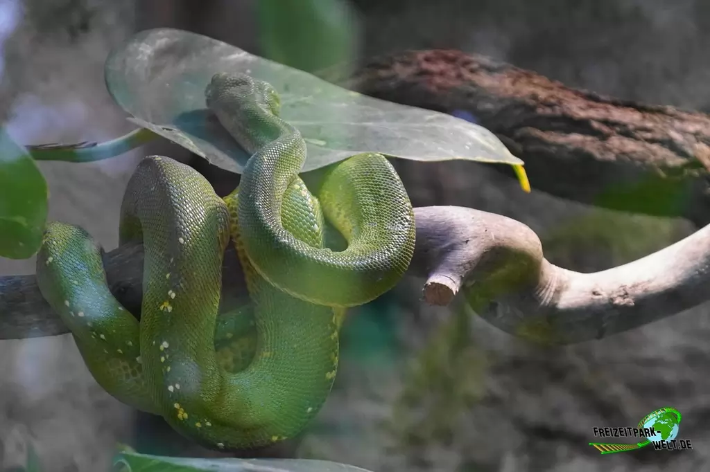 Grüne Baumpython in der ZOOM Erlebniswelt - 2018