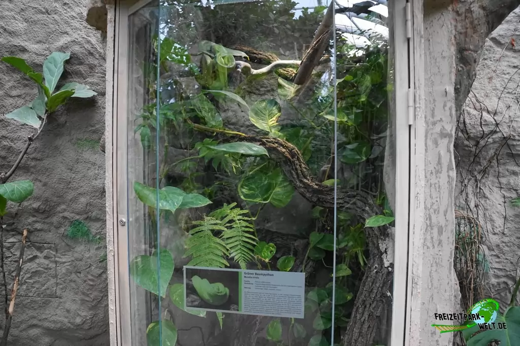 Grüne Baumpython in der ZOOM Erlebniswelt - 2018
