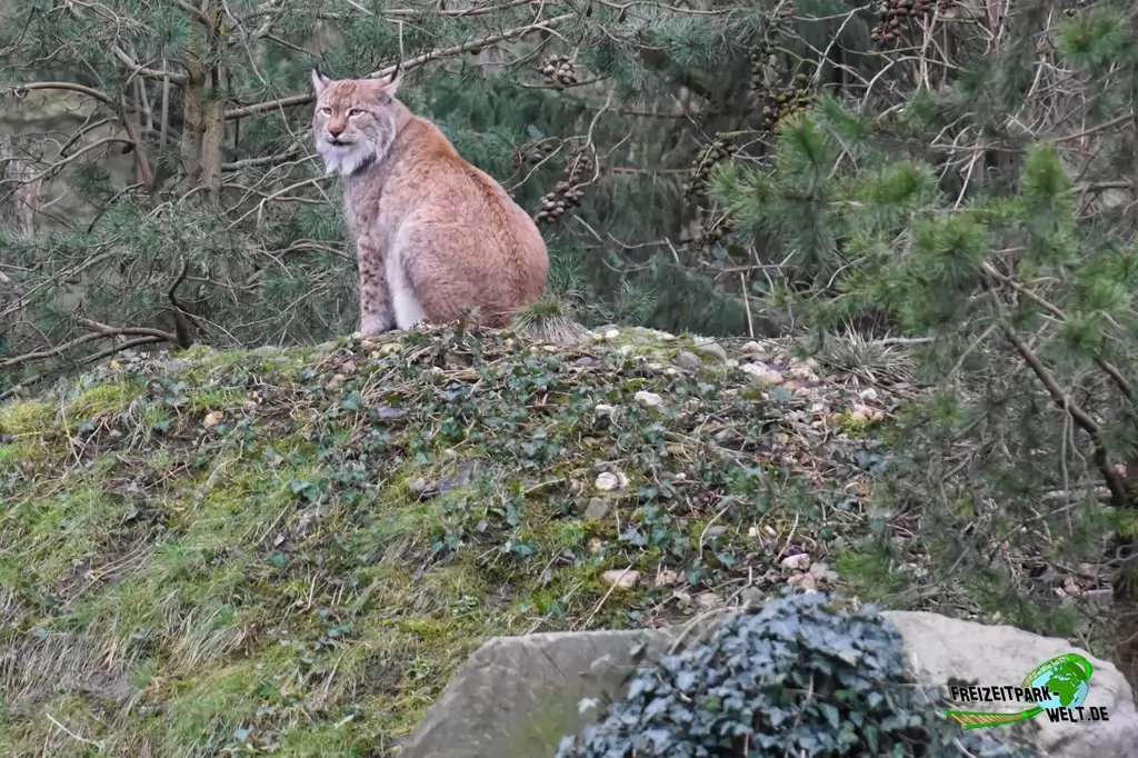 Luchs in der ZOOM Erlebniswelt - 2018