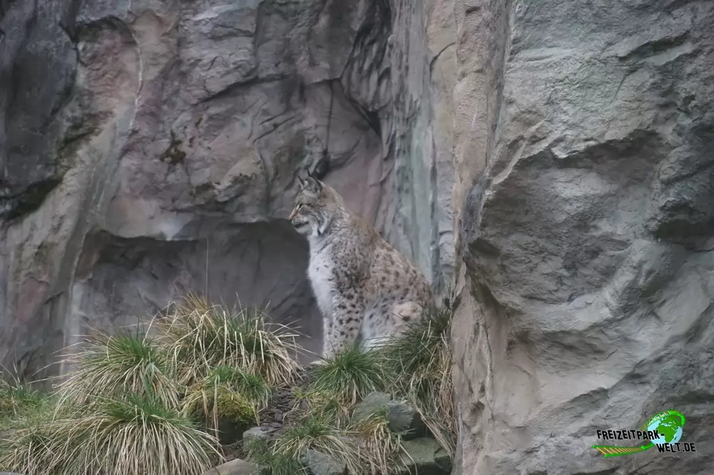 Luchs in der ZOOM Erlebniswelt - 2018