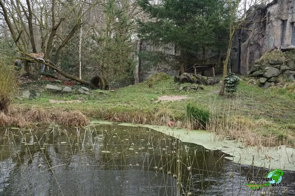 Luchs in der ZOOM Erlebniswelt - 2018