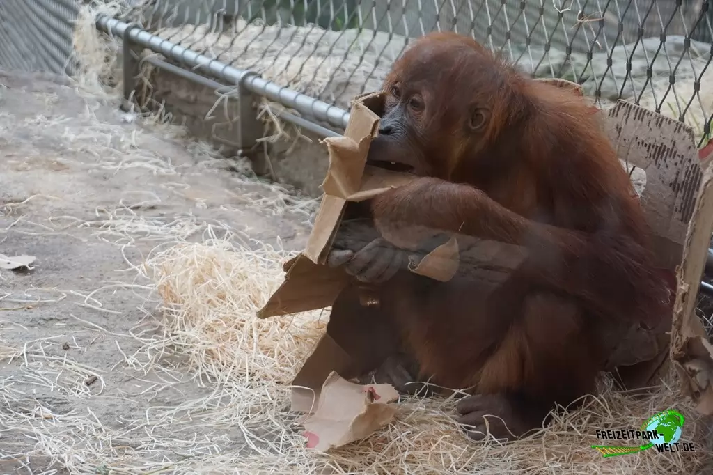 Orang-Utan in der ZOOM Erlebniswelt - 2018