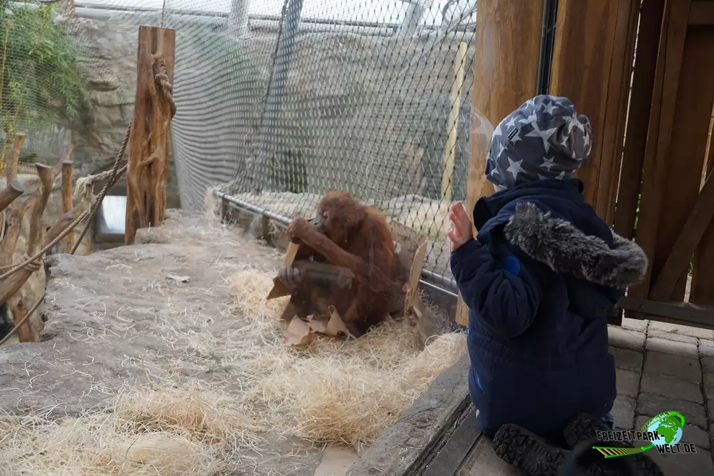 Orang-Utan in der ZOOM Erlebniswelt - 2018