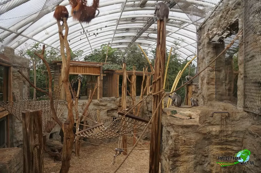 Orang-Utan in der ZOOM Erlebniswelt - 2018