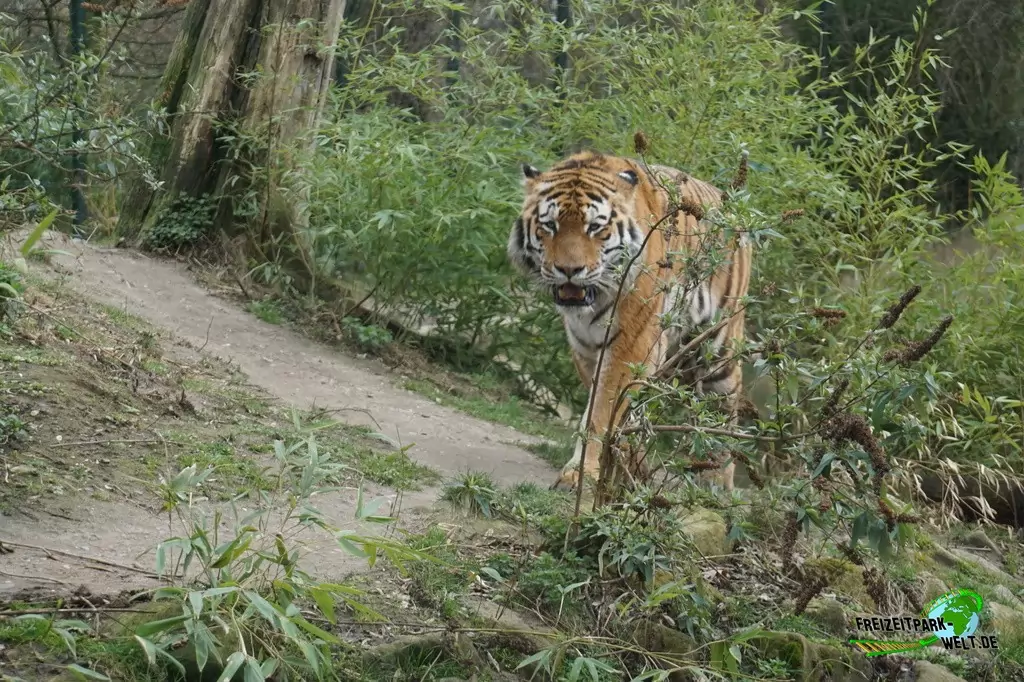Sibirischer Tiger in der ZOOM Erlebniswelt - 2019