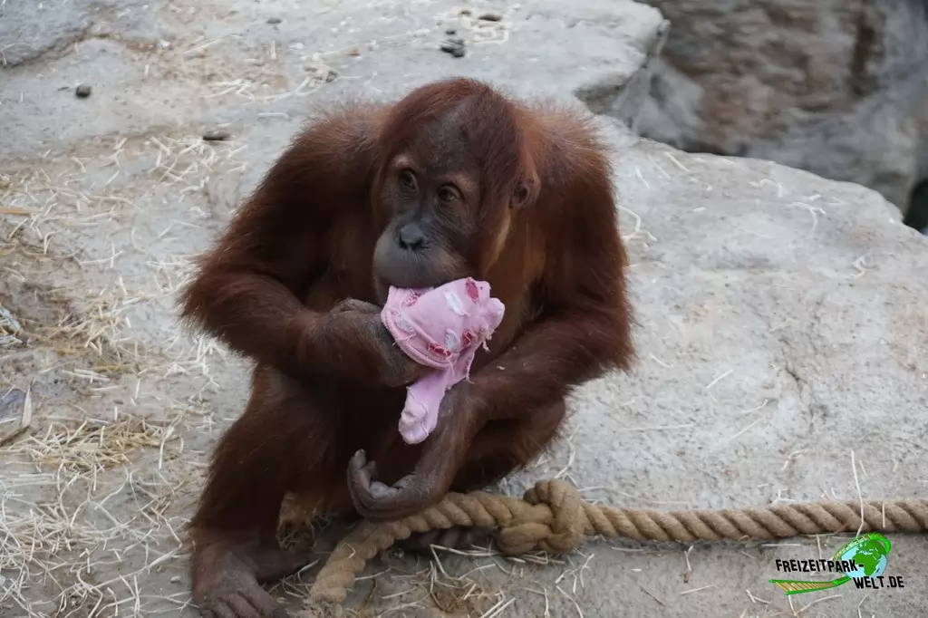 Orang-Utan in der ZOOM Erlebniswelt - 2019