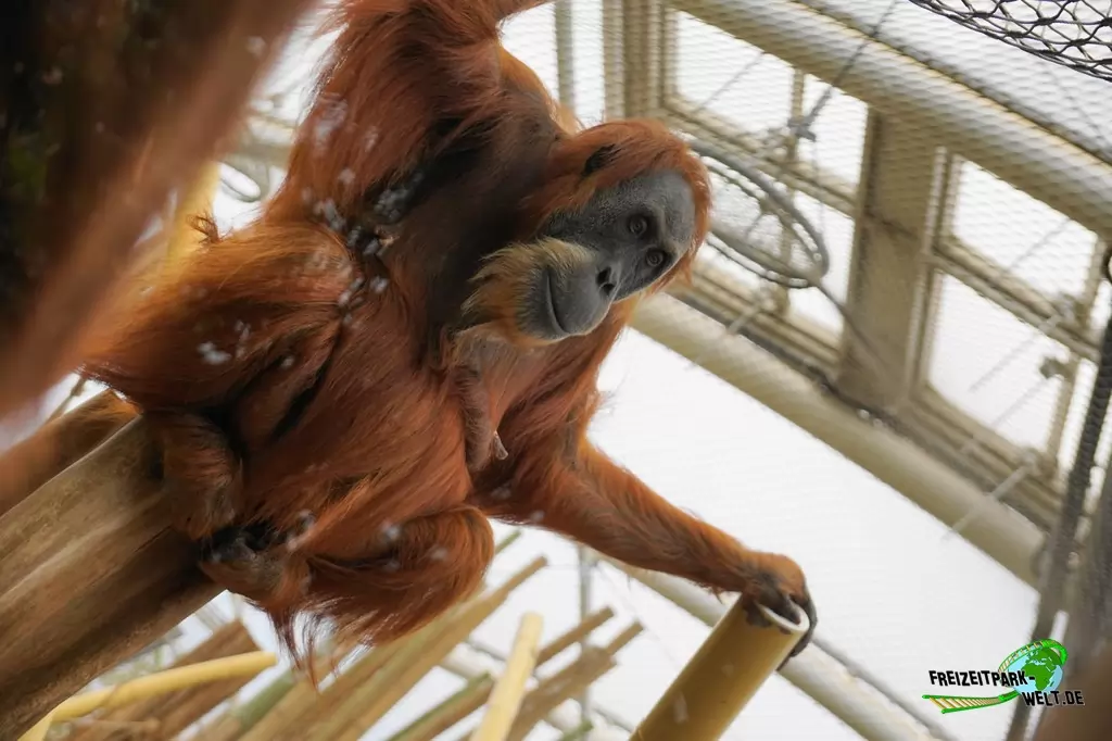 Orang-Utan in der ZOOM Erlebniswelt - 2019