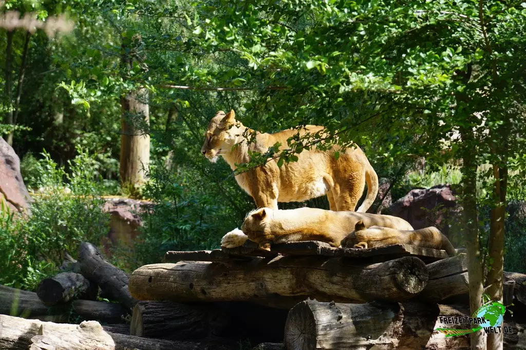 Berberlöwe in der ZOOM Erlebniswelt - 2022