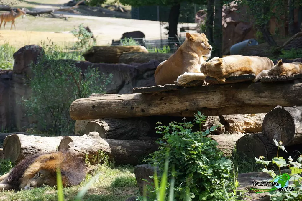 Berberlöwe in der ZOOM Erlebniswelt - 2022