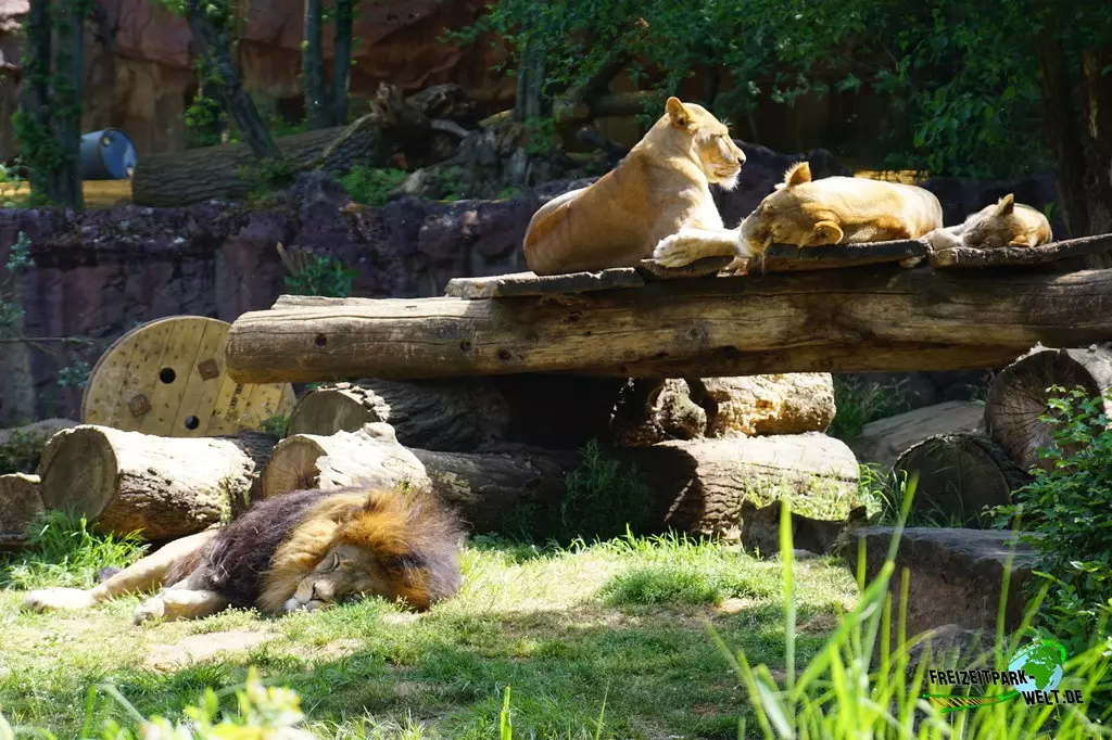 Berberlöwe in der ZOOM Erlebniswelt - 2022