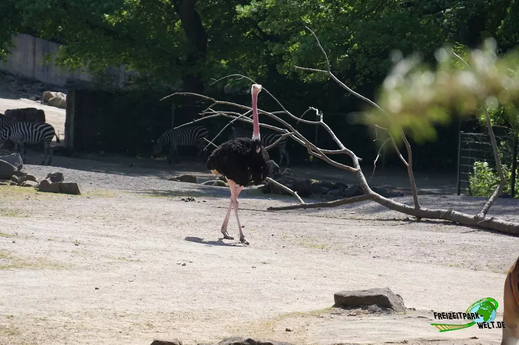 Strauße in der ZOOM Erlebniswelt - 2022
