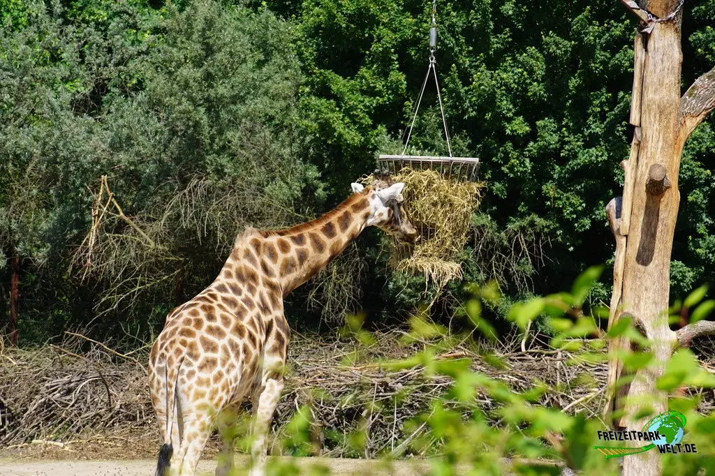 Giraffe in der ZOOM Erlebniswelt - 2022