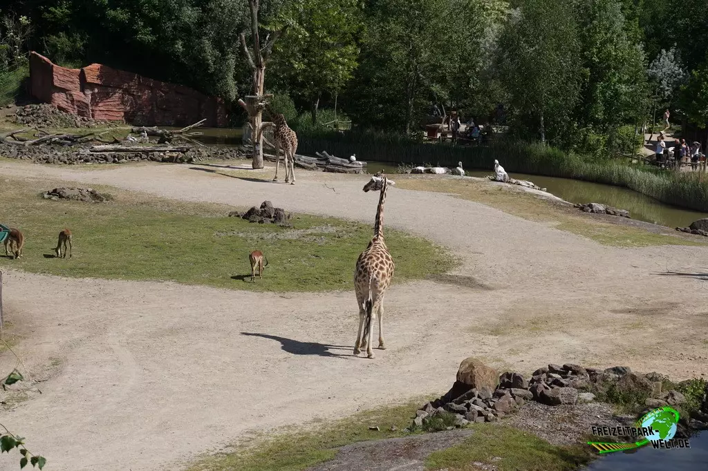 Giraffe in der ZOOM Erlebniswelt - 2022