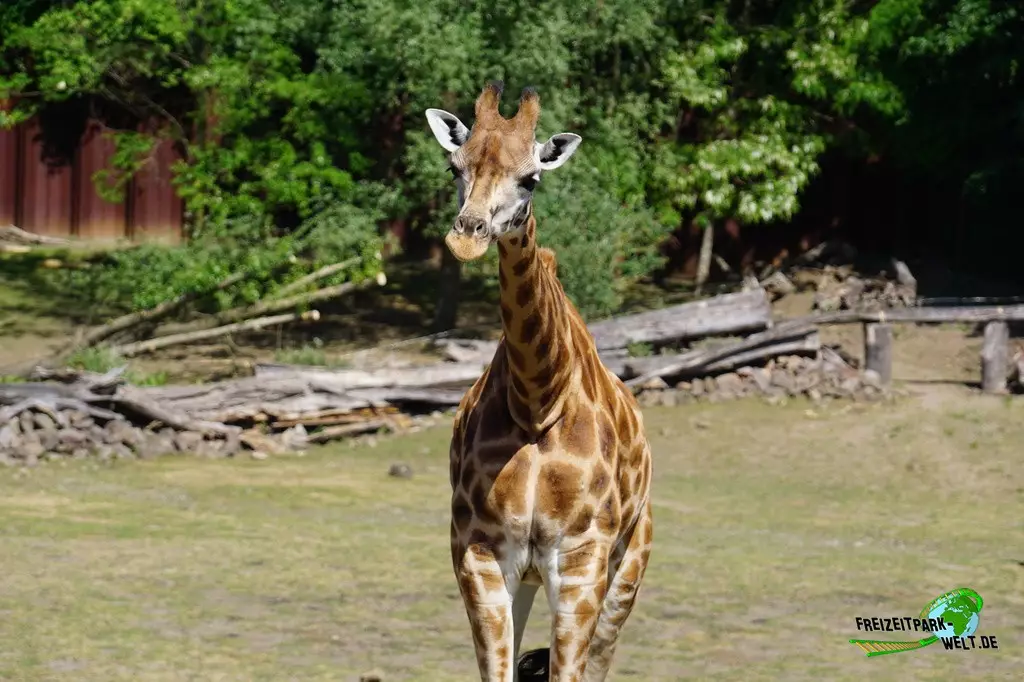 Giraffe in der ZOOM Erlebniswelt - 2022
