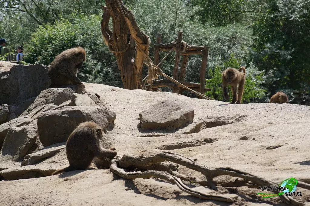 Paviane in der ZOOM Erlebniswelt - 2022