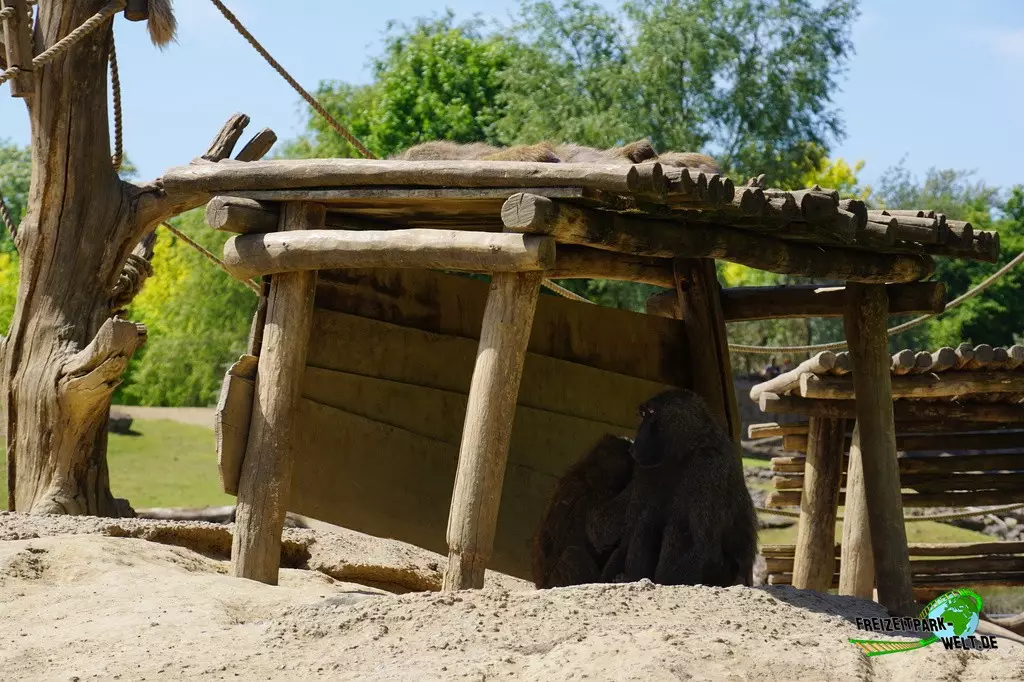 Paviane in der ZOOM Erlebniswelt - 2022