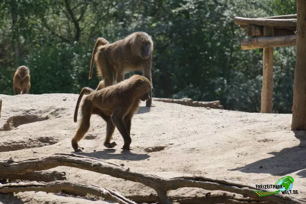 Paviane in der ZOOM Erlebniswelt - 2022