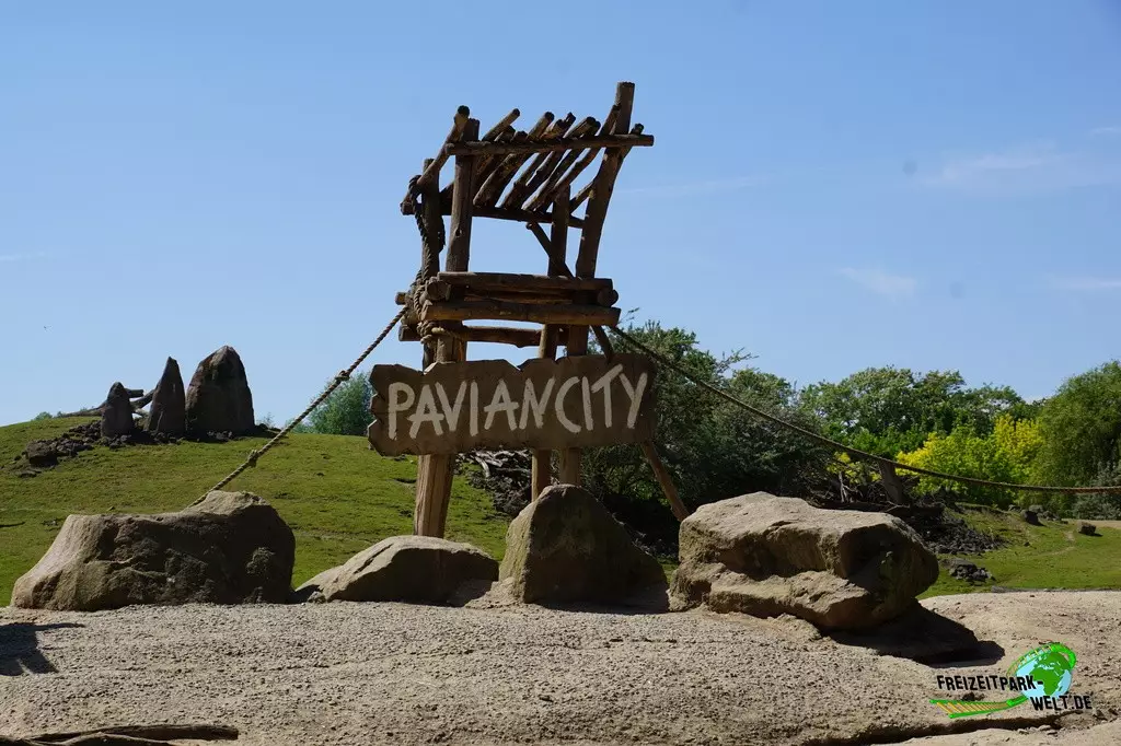 Paviane in der ZOOM Erlebniswelt - 2022