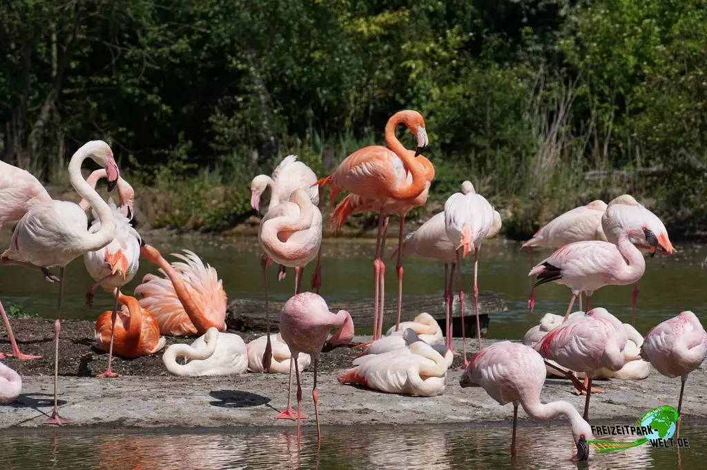 Rosaflamingo in der ZOOM Erlebniswelt - 2022