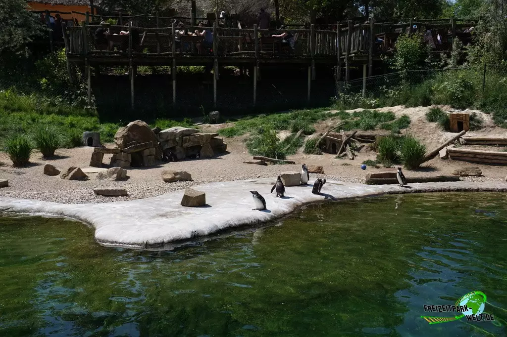 Brillenpinguine in der ZOOM Erlebniswelt - 2022