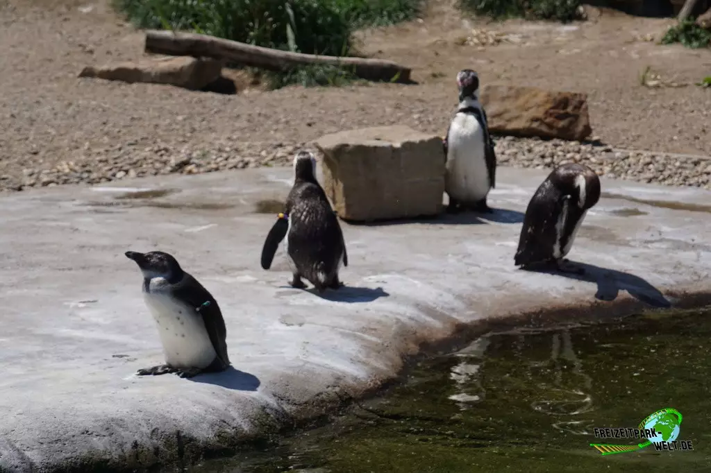 Brillenpinguine in der ZOOM Erlebniswelt - 2022