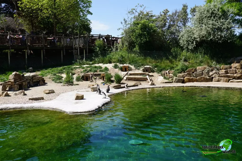 Brillenpinguine in der ZOOM Erlebniswelt - 2022