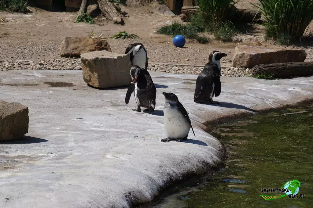 Brillenpinguine in der ZOOM Erlebniswelt - 2022