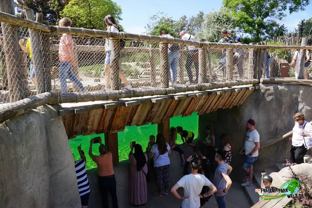 Brillenpinguine in der ZOOM Erlebniswelt - 2022