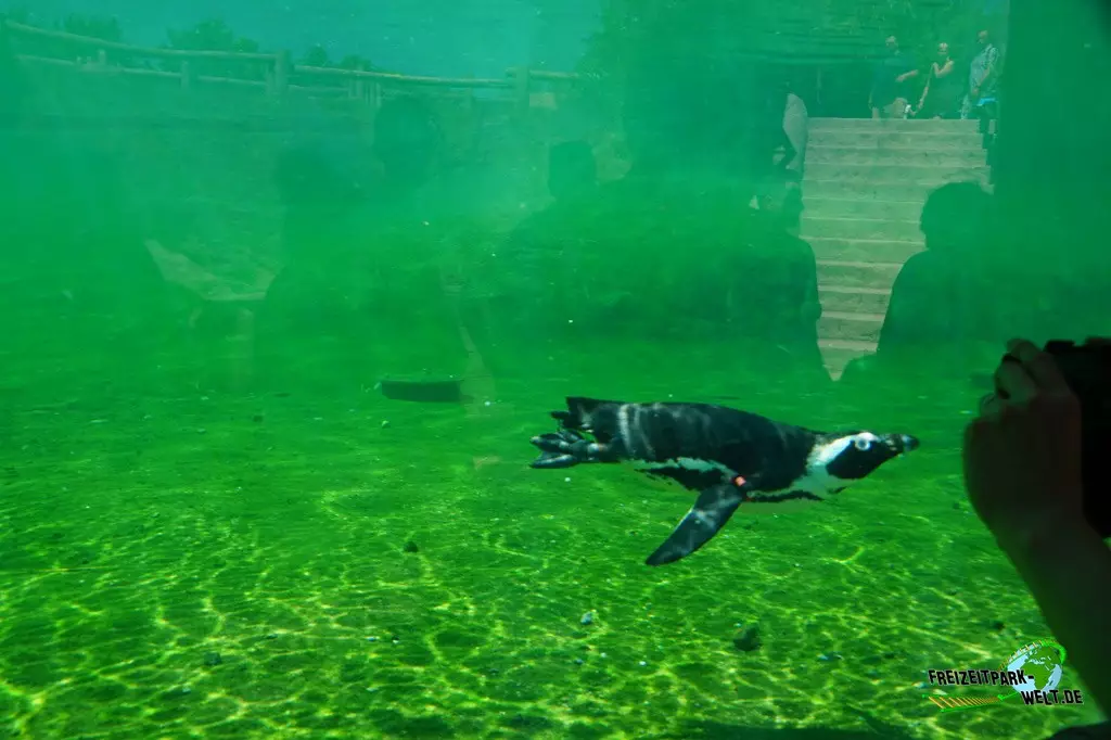 Brillenpinguine in der ZOOM Erlebniswelt - 2022