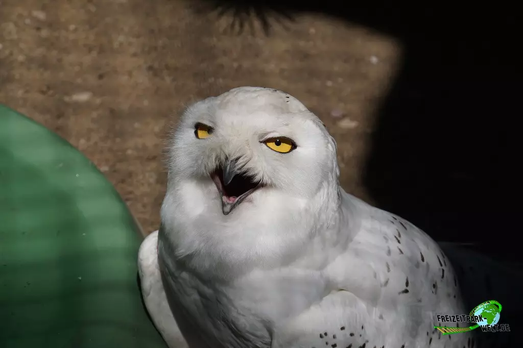 Schneeeule in der ZOOM Erlebniswelt - 2022
