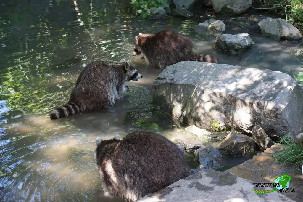 Waschbär in der ZOOM Erlebniswelt - 2022