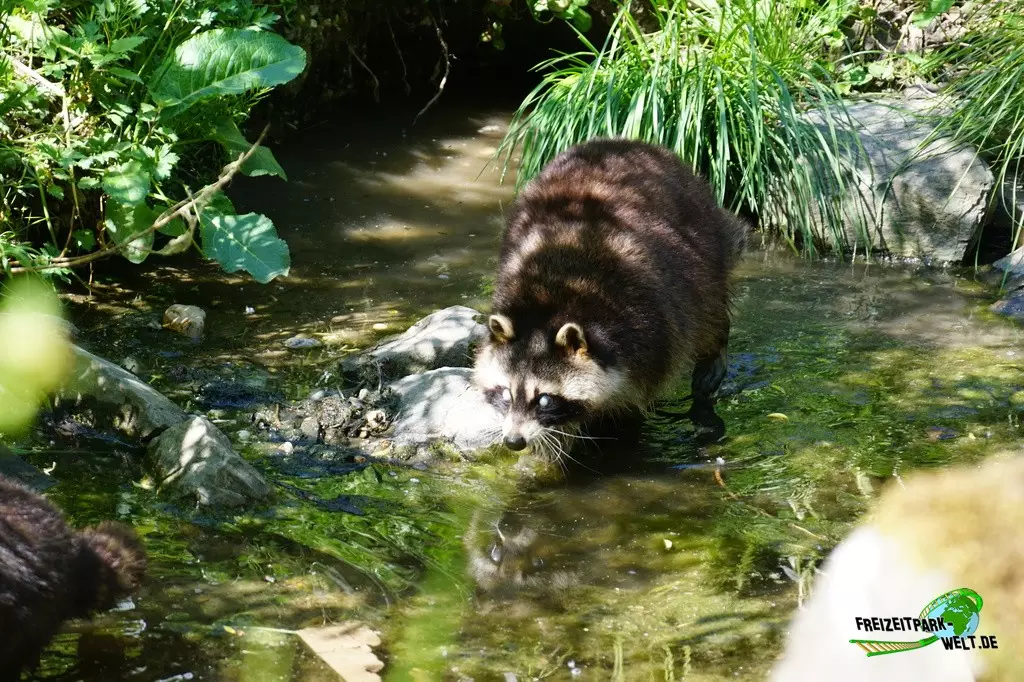 Waschbär in der ZOOM Erlebniswelt - 2022