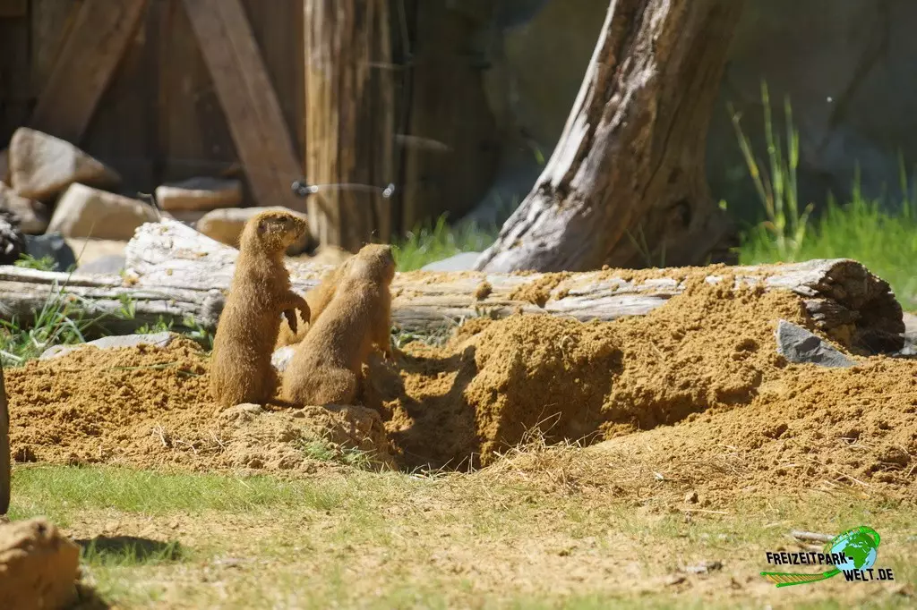 Präriehund in der ZOOM Erlebniswelt - 2022