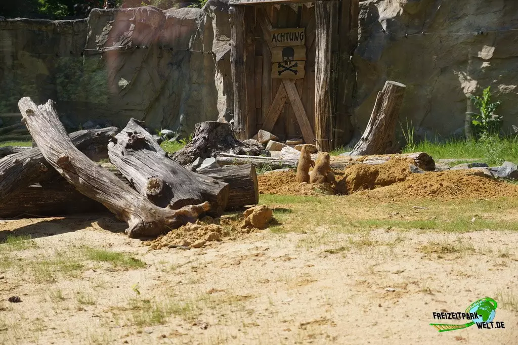 Präriehund in der ZOOM Erlebniswelt - 2022