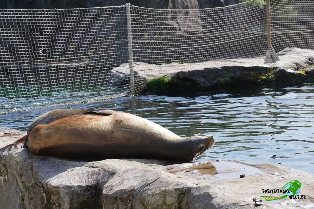 Kalifornischer Seelöwe in der ZOOM Erlebniswelt - 2022