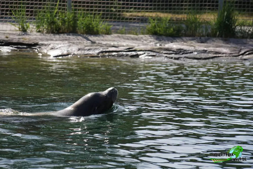 Kalifornischer Seelöwe in der ZOOM Erlebniswelt - 2022