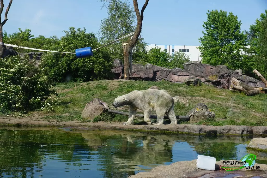 Eisbär in der ZOOM Erlebniswelt - 2022