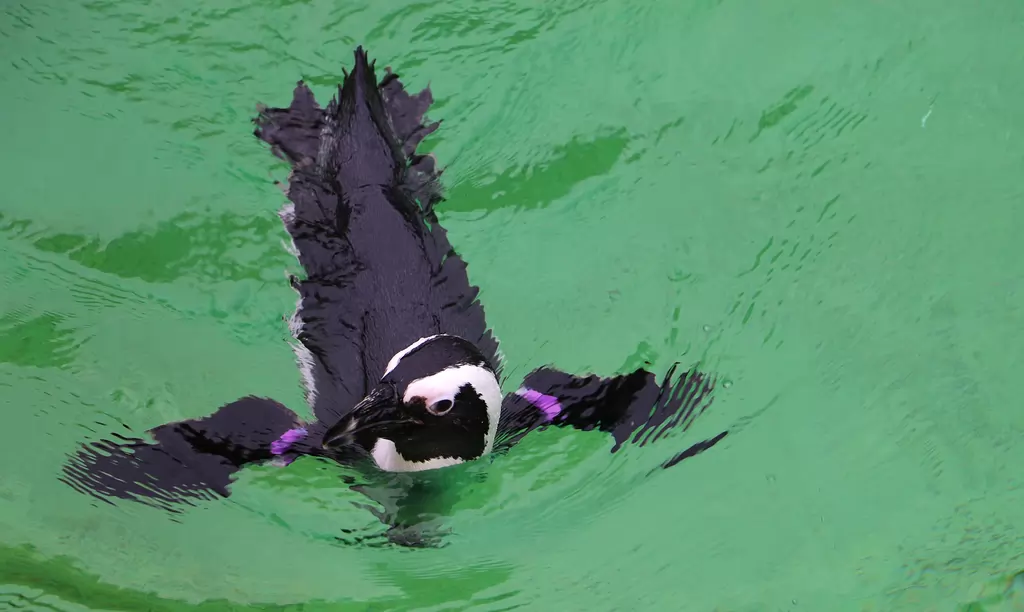 Brillenpinguine in der ZOOM Erlebniswelt - 2020