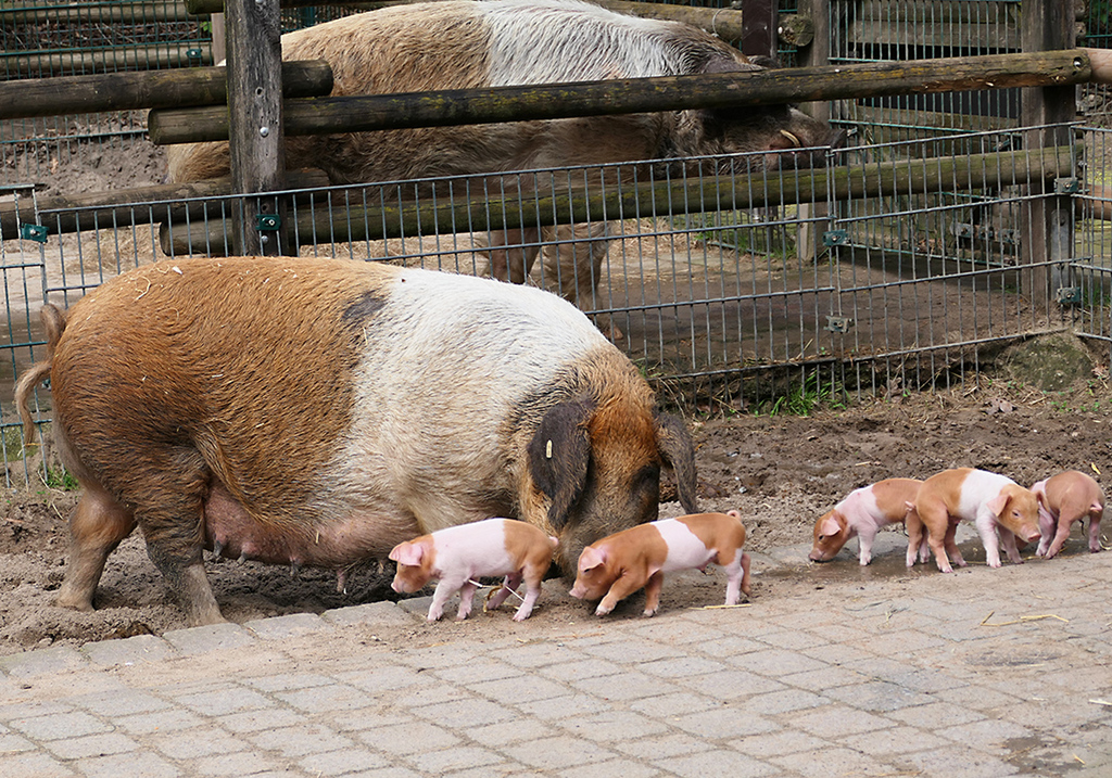 ZOOM Erlebniswelt Ferkel (3) .jpg