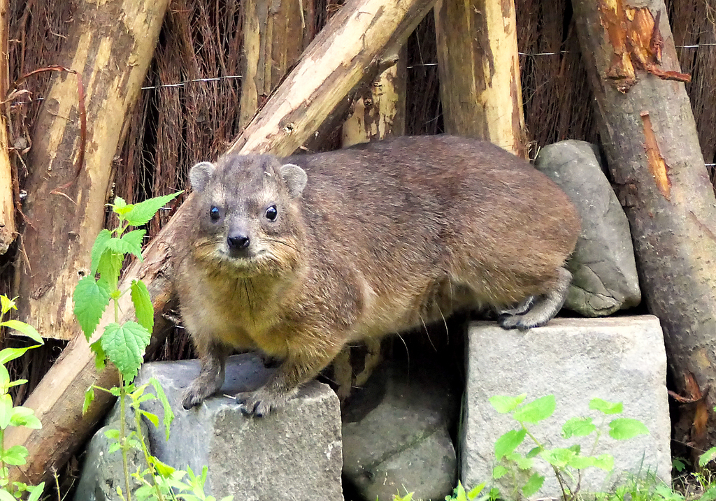 ZOOM Erlebniswelt_Klippschliefer (1).jpg